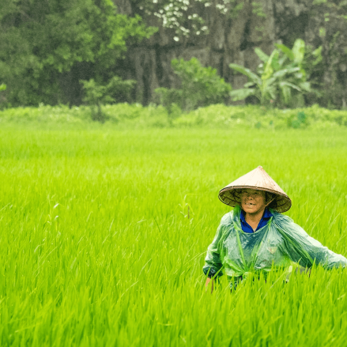 Market news - Lotus Rice