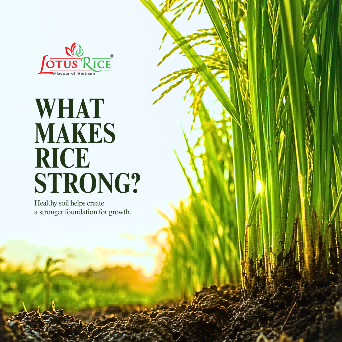 Lotus Rice Attends Gulfood 2023 in Dubai From 20th to 24th February - Lotus Rice