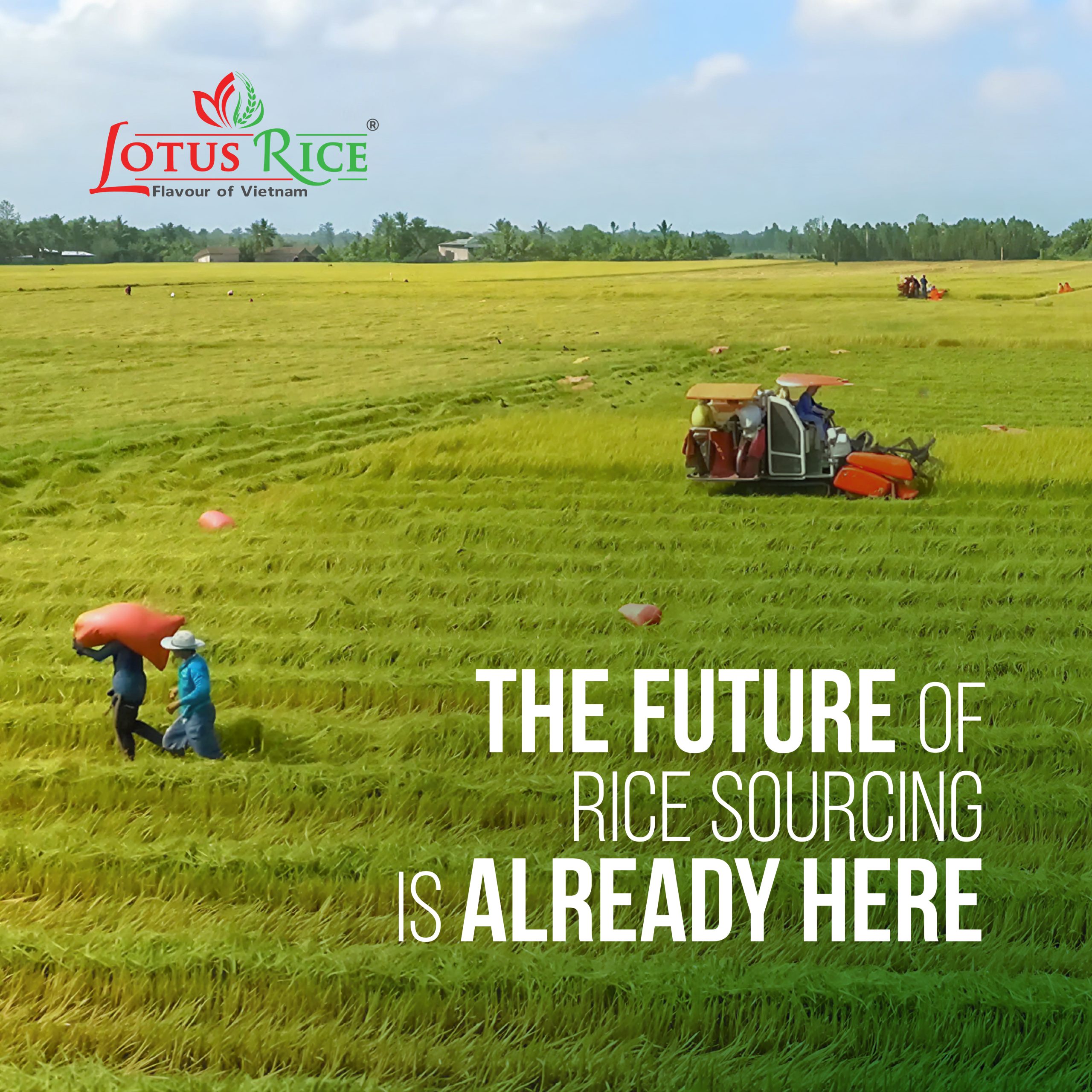 News - Lotus Rice