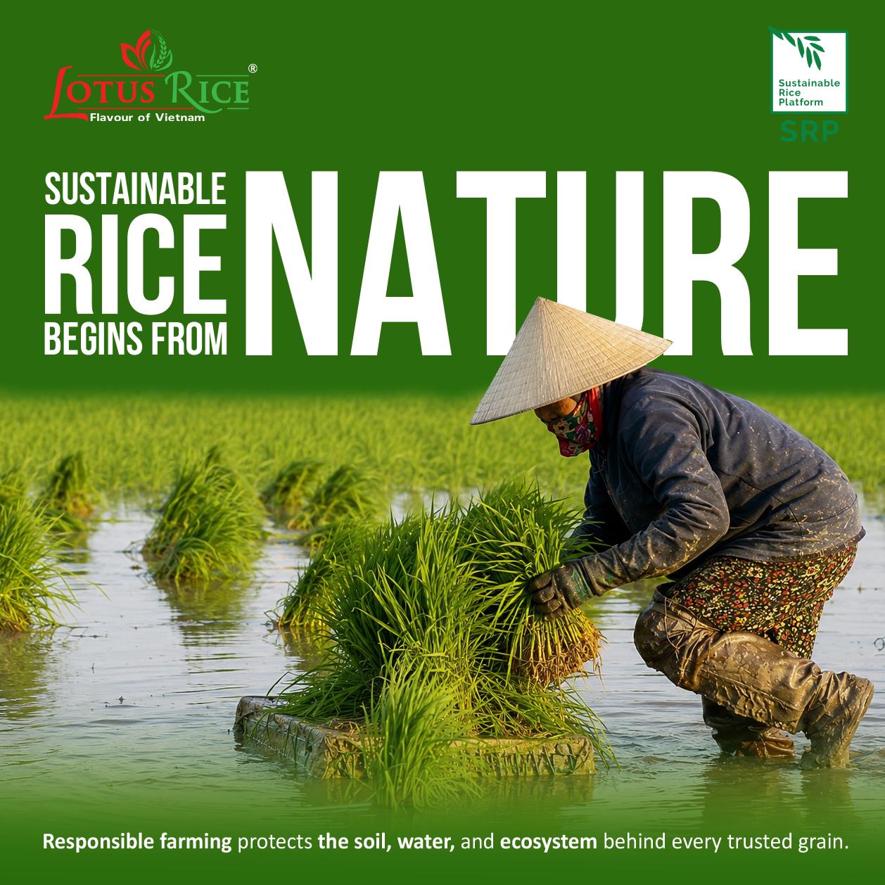 News - Lotus Rice
