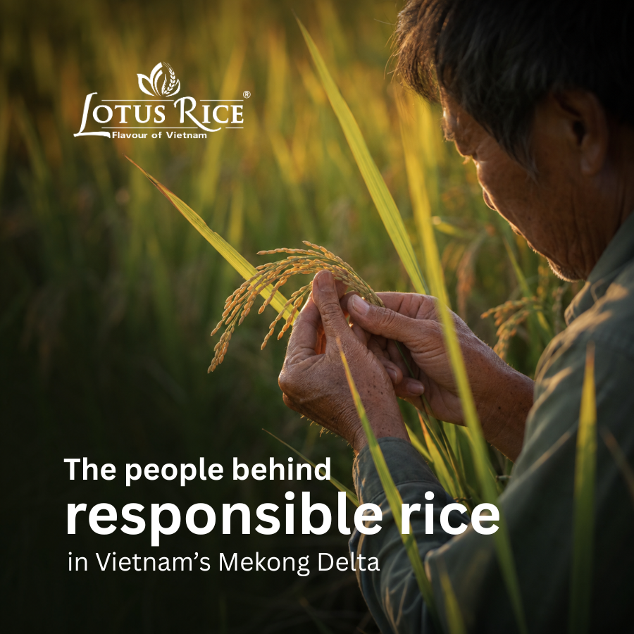 ST25 Rice - The Story Behind Vietnam’s Premium Rice Variety| Lotus Rice - Lotus Rice