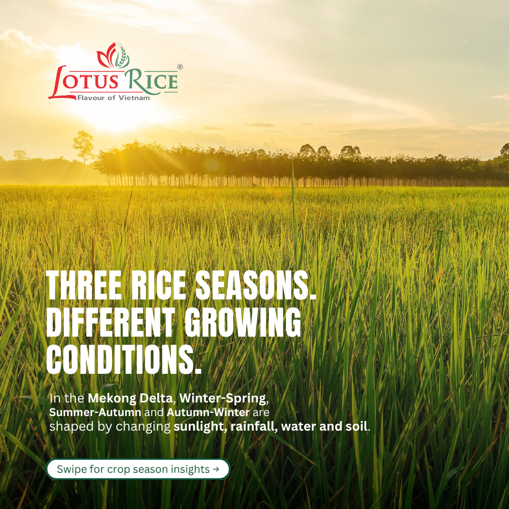 News - Lotus Rice